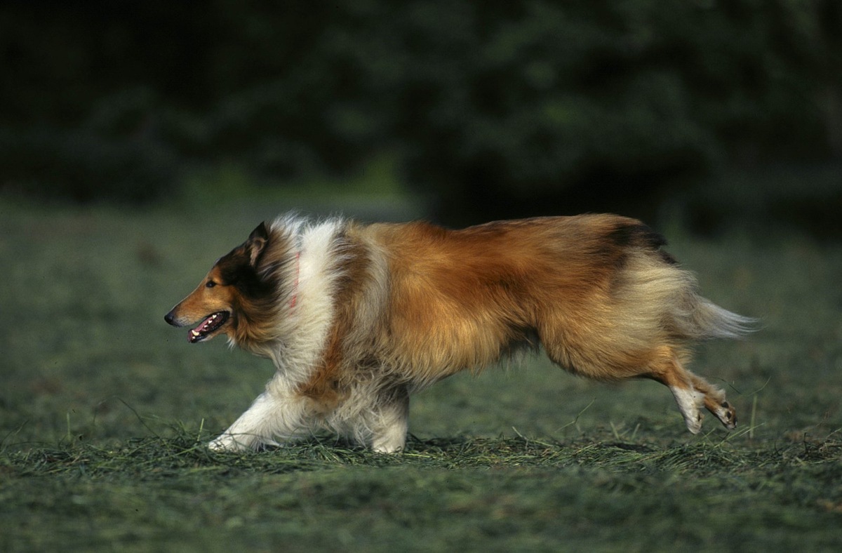    Узнаваемая длинная шерсть и изящный силуэт — визитная карточка колли