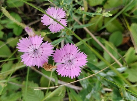 Фотография из личного архива автора. Кусочек лета