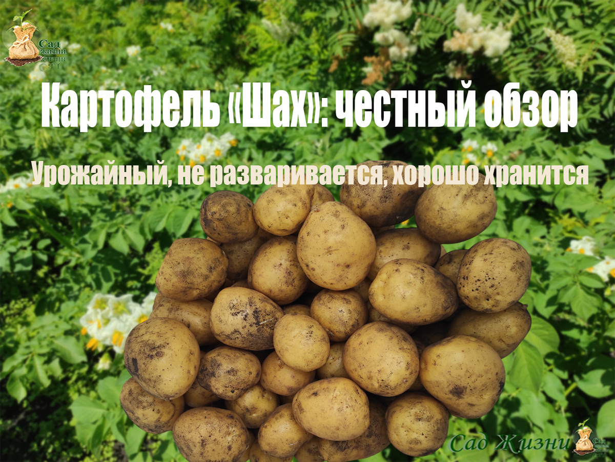 Характеристика картофеля сорта ШАХ