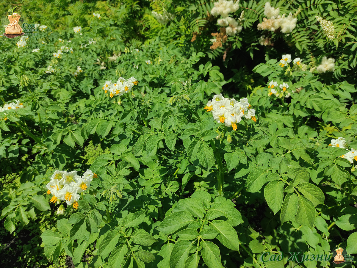 Куст картофеля сорта “Шах”: высокий, мощный, хорошо облиственный