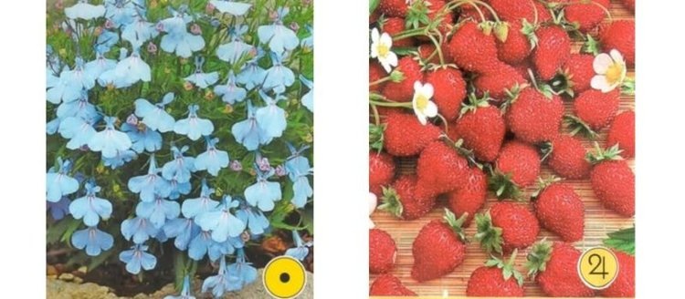    Фото: Служба по работе со средствами массовой информации филиала ФГБУ «Россельхозцентр» по Ленинградской, Мурманской областям и Республике Карелия