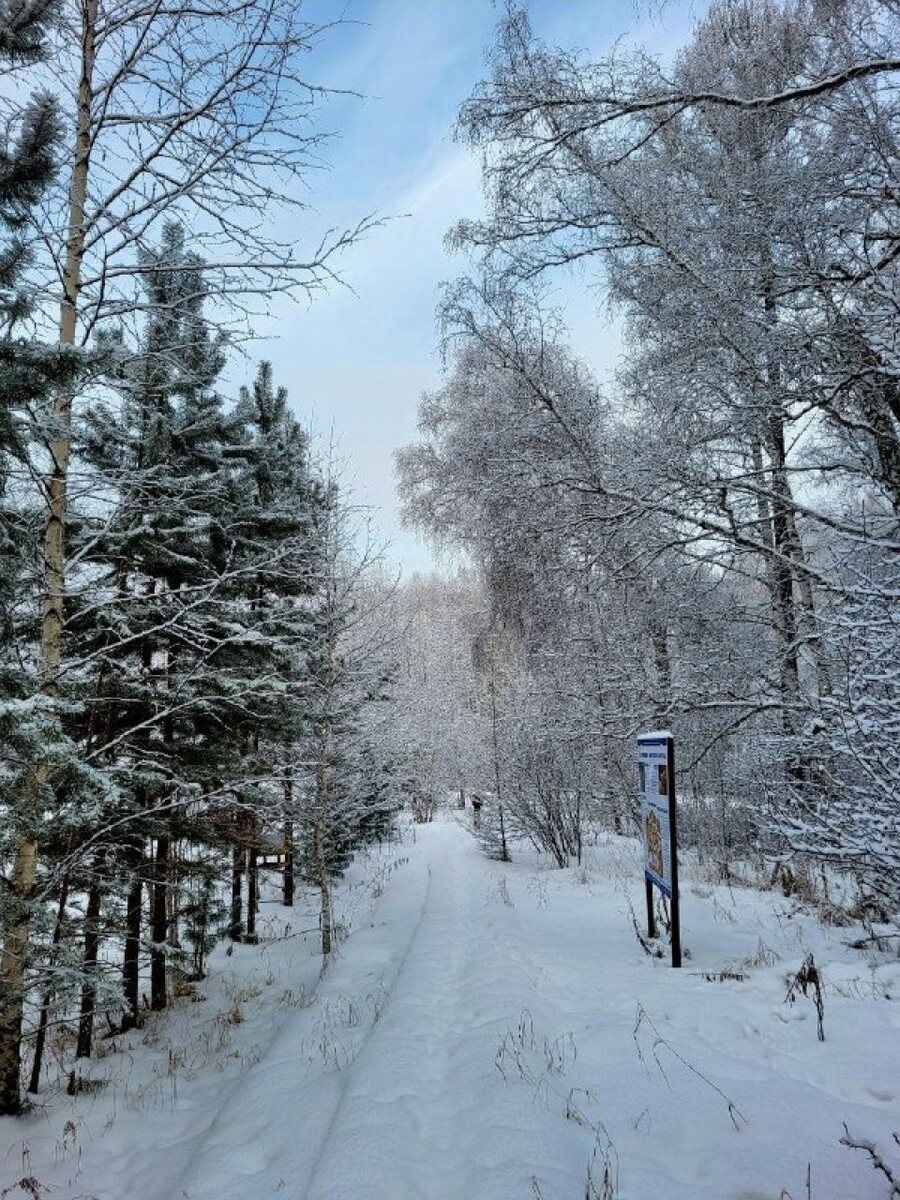    Зимняя сказка в лесу Катунского заповедника. Источник: t.me/katunskiyzapovednik