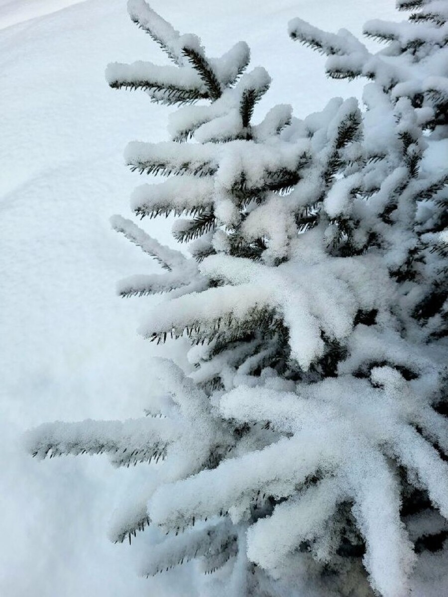    Зимняя сказка в лесу Катунского заповедника. Источник: t.me/katunskiyzapovednik