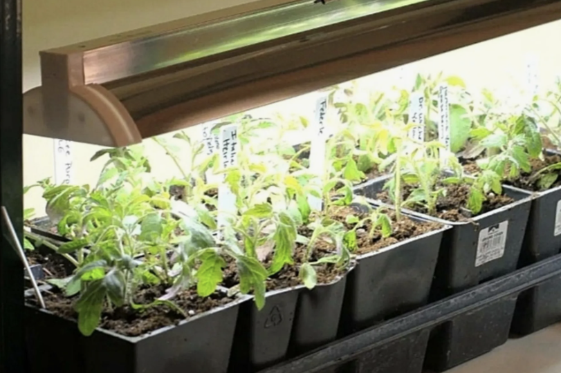 Свет для рассады: сколько часов нужно на самом деле и как не испортить растения 💡🌱