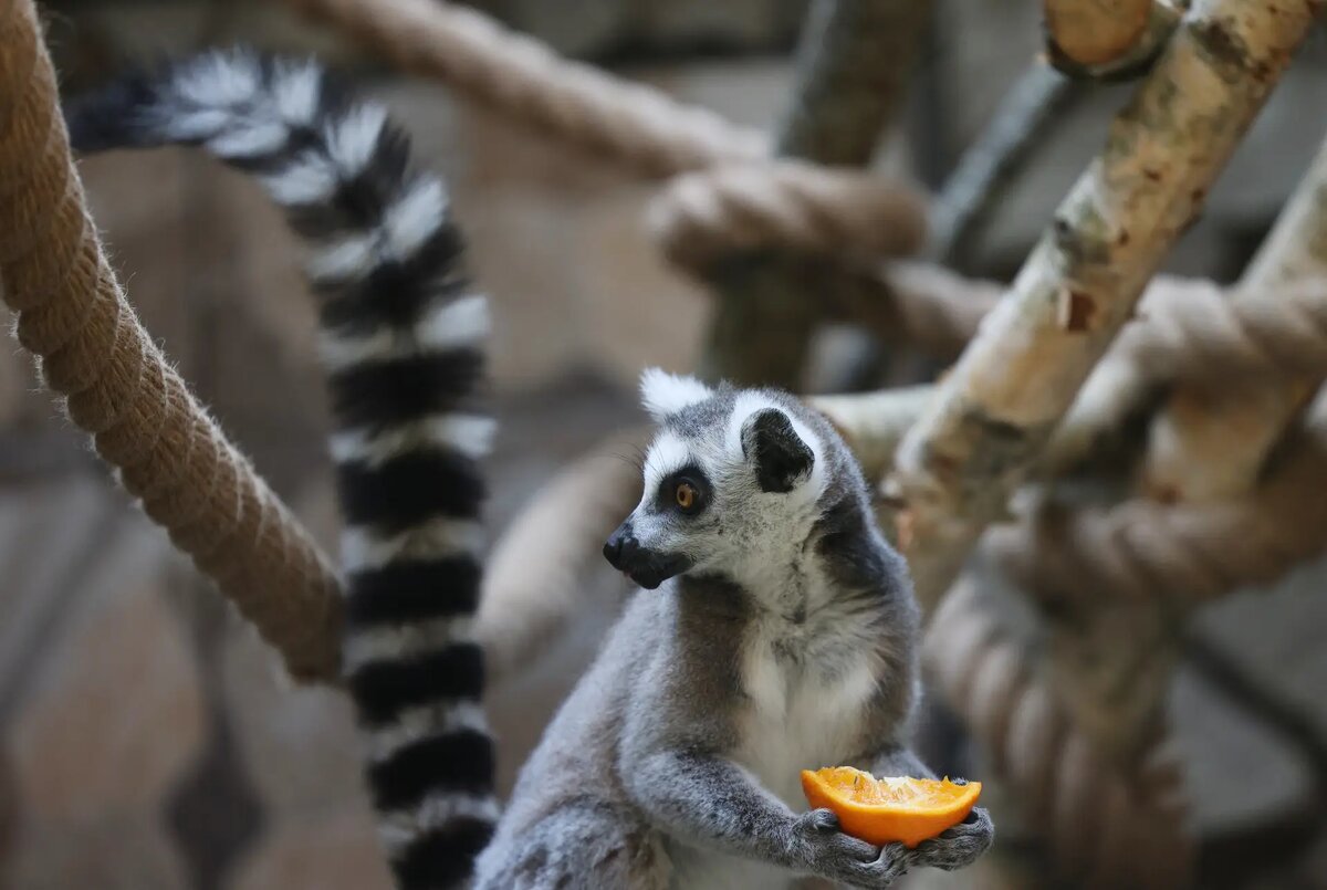     Мадагаскарский кошачий лемур в зоопарке Калининграда. © РИА Новости. Виталий Невар
