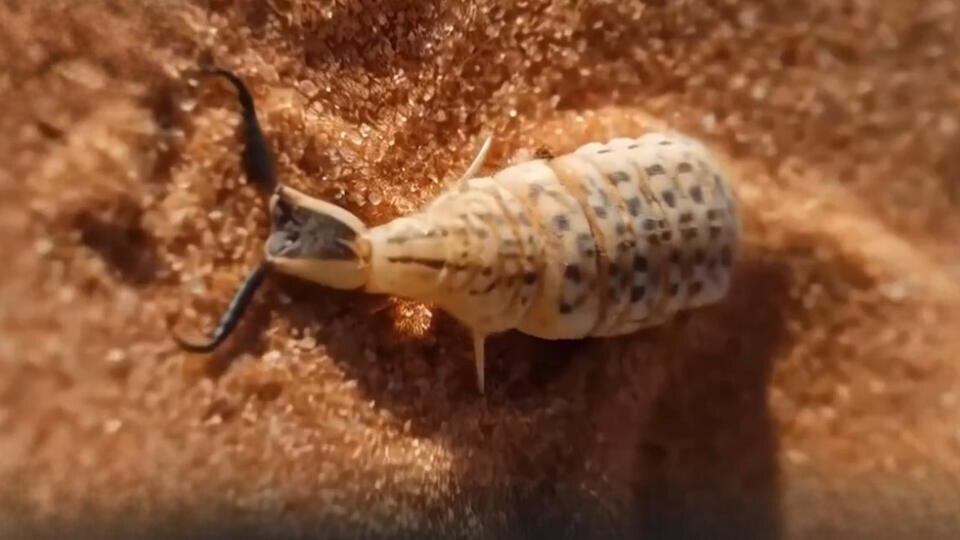 ФОТО: Кадр из программы "Как устроен мир", РЕН ТВ