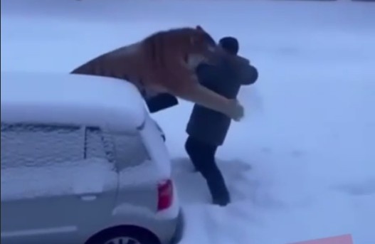 Скрин из видео, размещённого на официальном канале Минприроды Приморья https://t.me/minles_pk