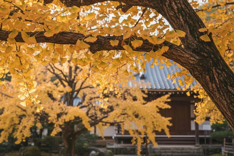 Дерево — древнейшее дерево на Земле