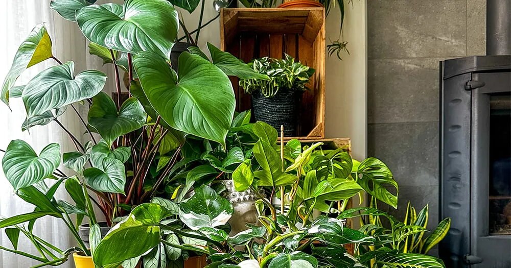 Ваш первый фикус и не только: 7 лучших комнатных растений для начинающих