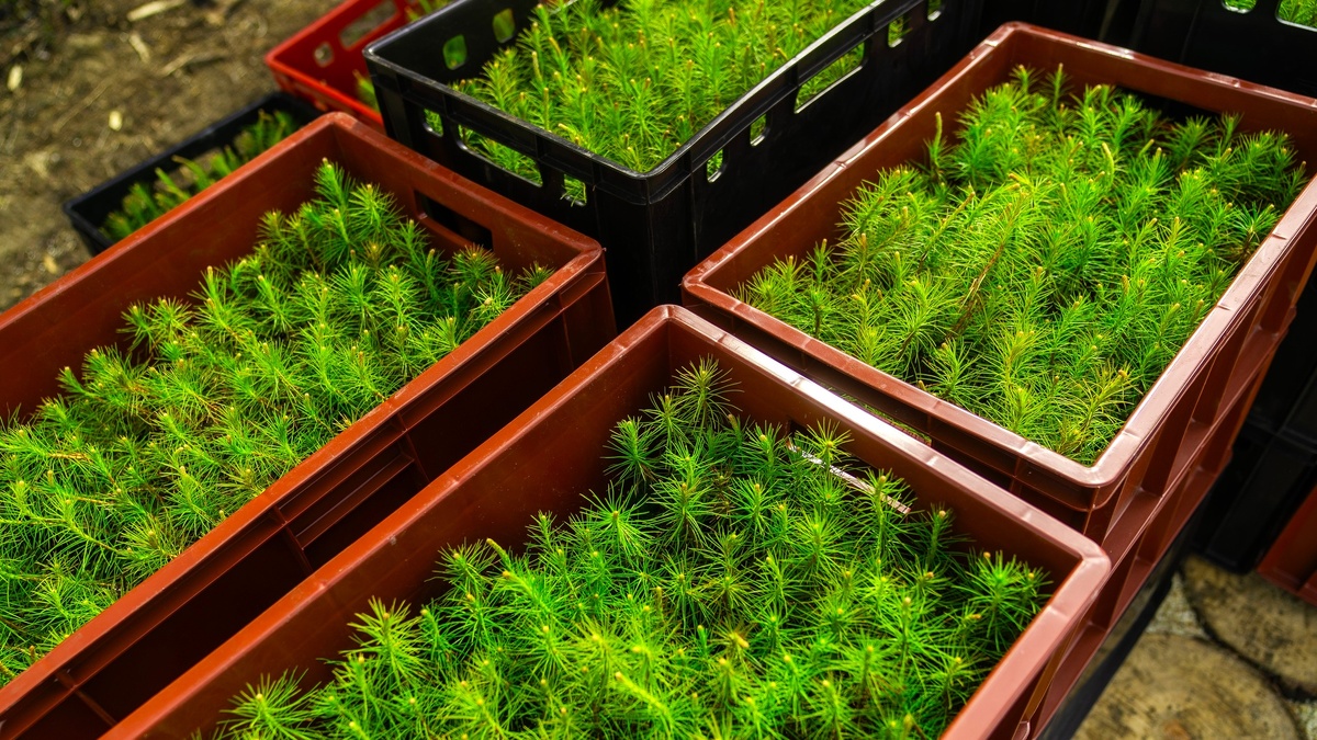    В Югре за год восстановили более 26 тысяч гектаров леса