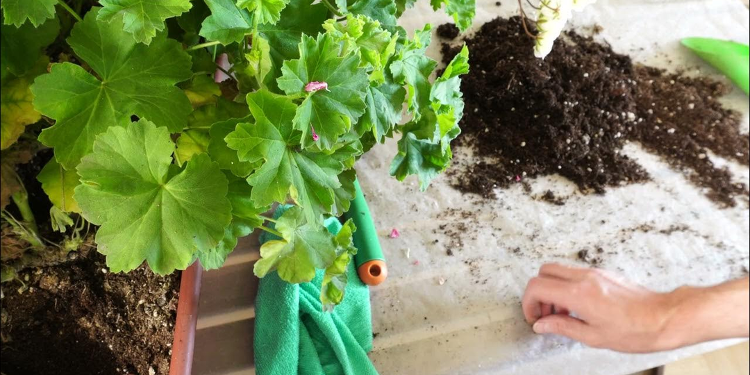 Как правильно пересадить пеларгонию зимой, чтобы не потерять цветы 🌿🪴