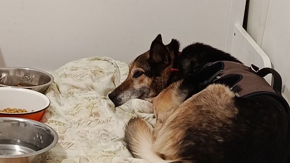 Могла ли старенькая, потрёпанная жизнью собачка подумать, что её мир перевернётся на 180 градусов второй раз