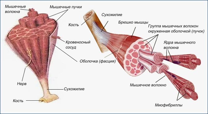 Каждая скелетная мышца состоит из множества тонких мышечных волокон, толщиной 0,05-0,11 мм и длиной до 15 см. Мышечные волокна собраны в пучки по 10-50 штук, окруженные соединительной тканью. Сама мышца тоже окружена соединительной тканью (фасцией). Мышечные волокна составляют 85-90% массы мышцы, остальную часть составляют кровеносные сосуды и нервы, проходящие между ними. Мышечные волокна плавно переходят на концах в сухожилия, а сухожилия крепятся к костям. Источник: https://sport-51.com/article/physiology/2744-stroenie-myshc-i-tipy-myshechnyh-volokon.html.