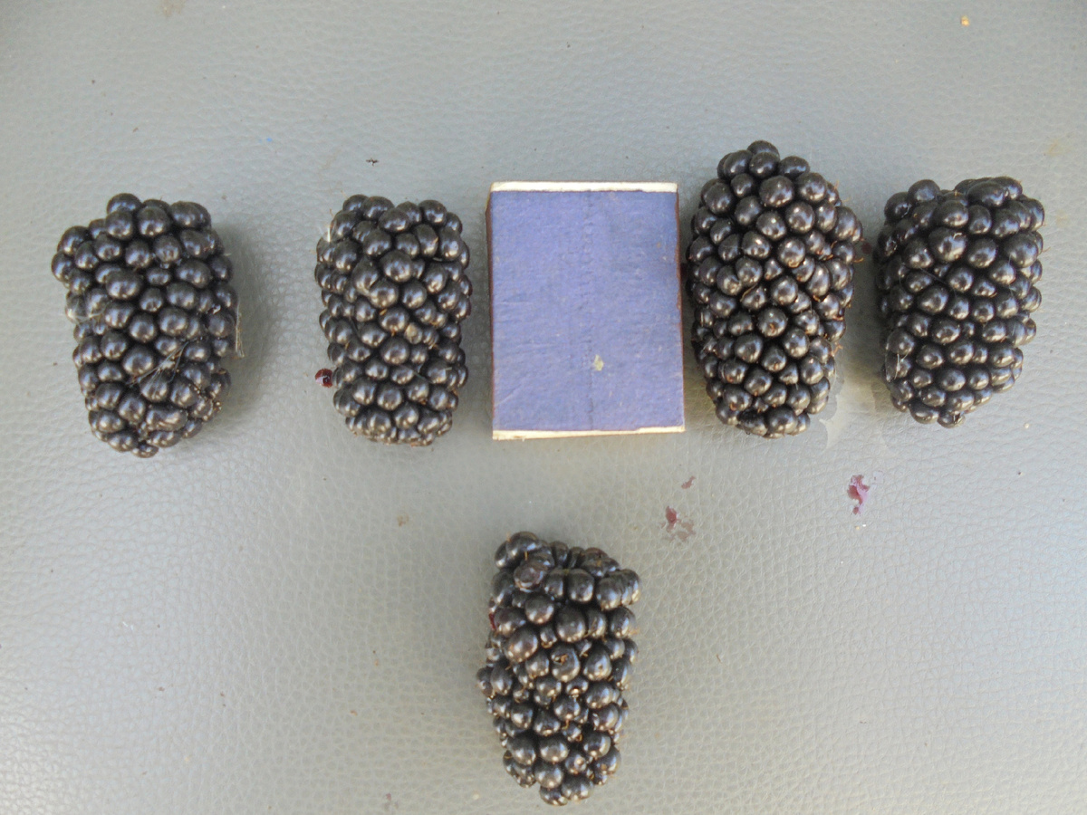 Натчез. Фото Александра Тинакина.