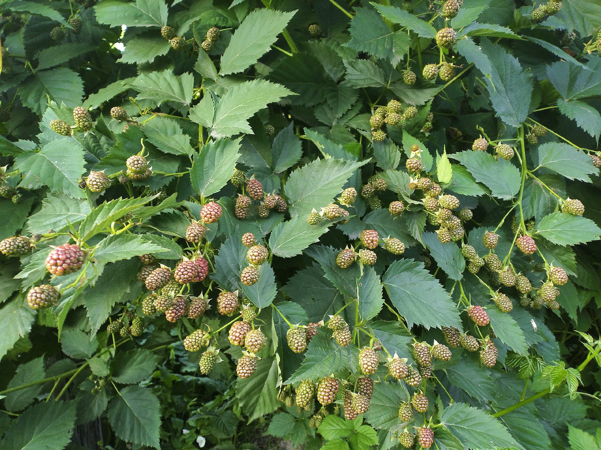 Плодоношение ежевики сорта Чачанска Бестрна. Фото Сергея Иванова.