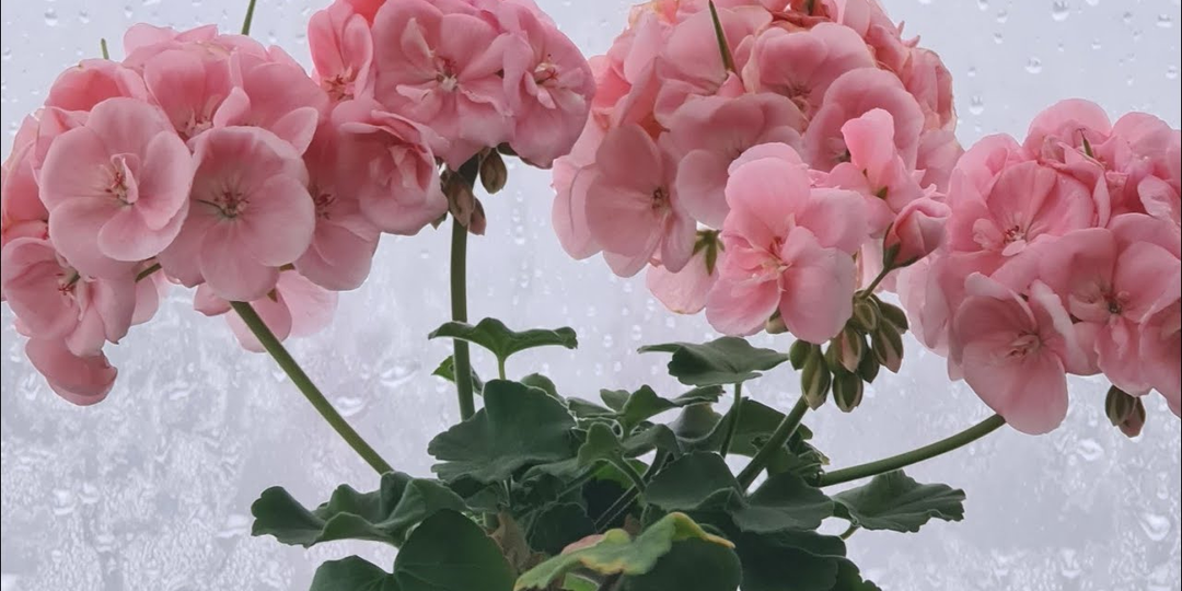 Подкормка пеларгонии зимой: как стимулировать цветение без ошибок 🌿🌺