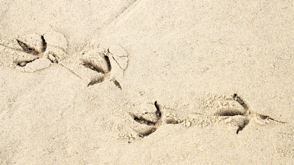     Фото: Moshe EINHORN/Shutterstock/FOTODOM