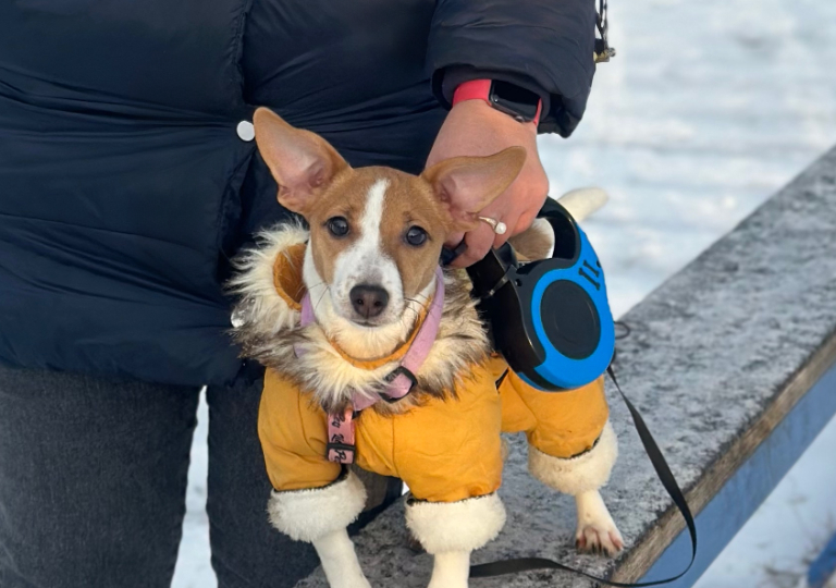 📌 Нужен ли вашей собаке кинолог? Личный опыт