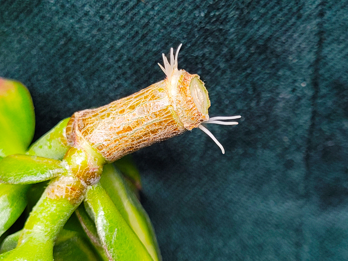 Фото 2. Корни из узла.