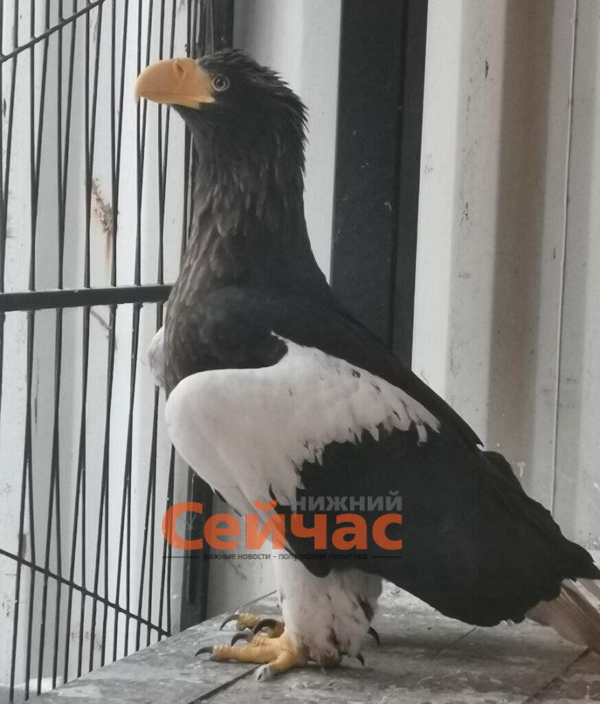    Фото: Росприроднадзор Редакция nn-now