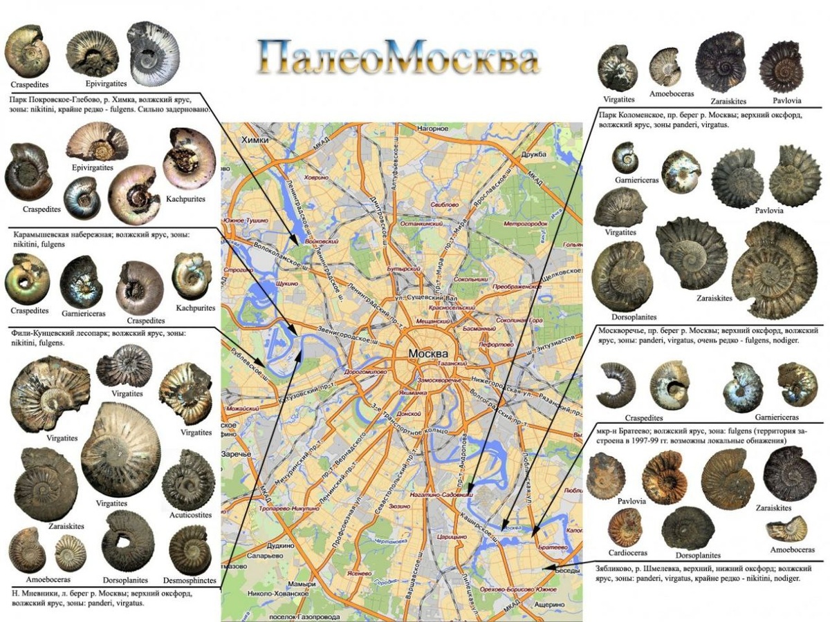 Карта выходов на поверхность юрских отложений в Москве на примере родов аммонитов (взято с сайта Ammonit.ru)