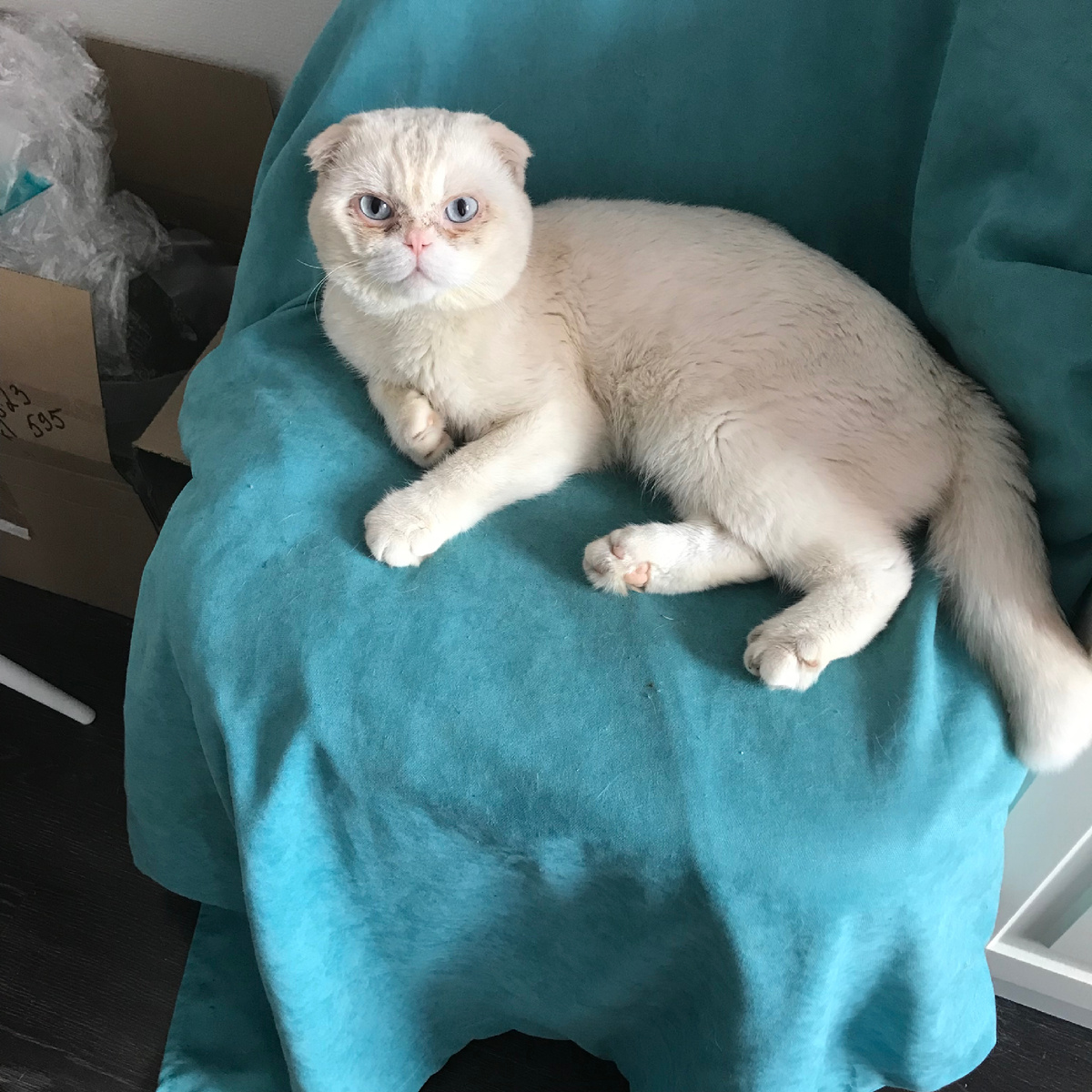 Это самая приличная его фотография при нормальном освещении