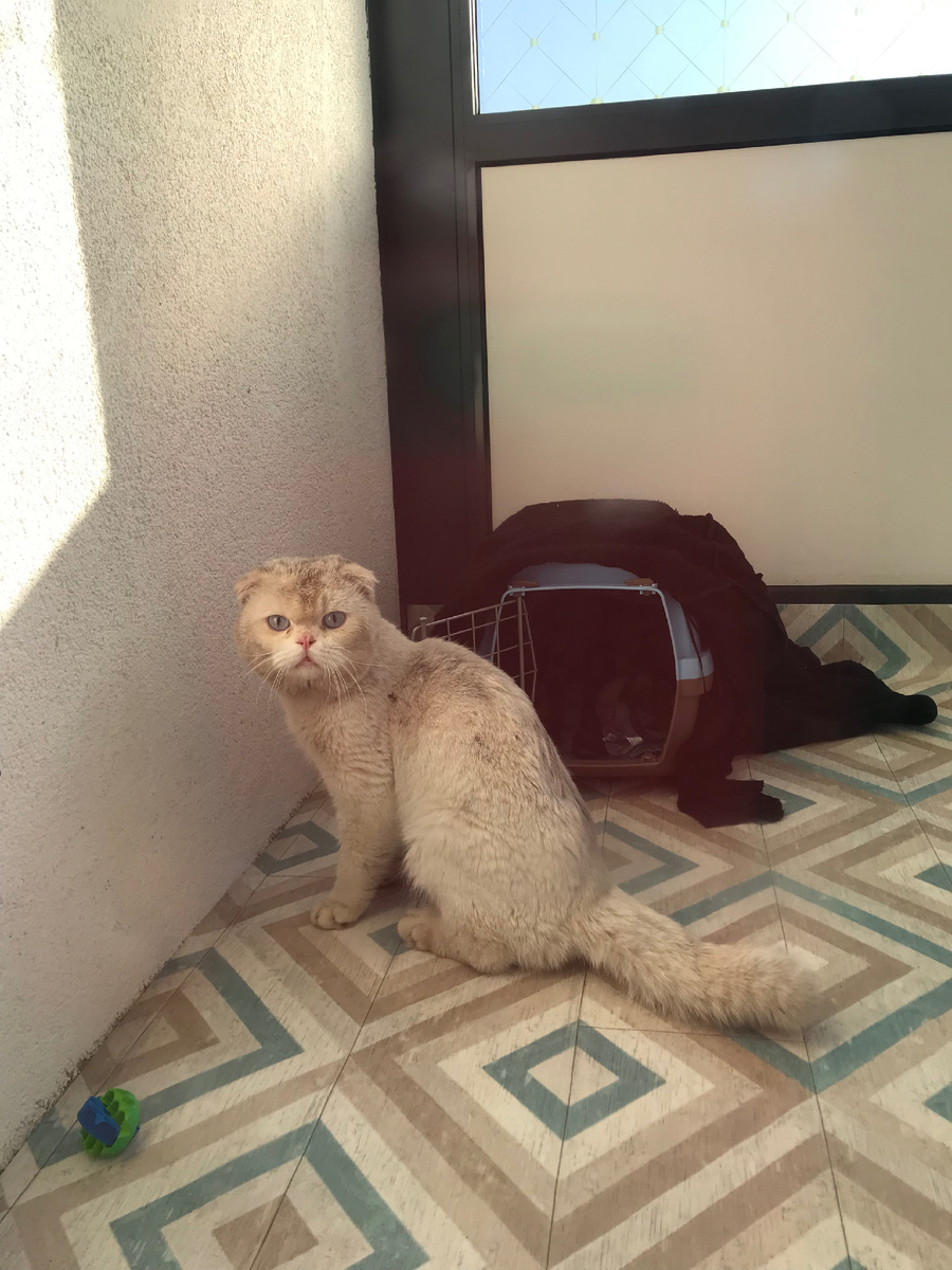 Вот такой грязный замухрышка оказался в итоге беленьким ))