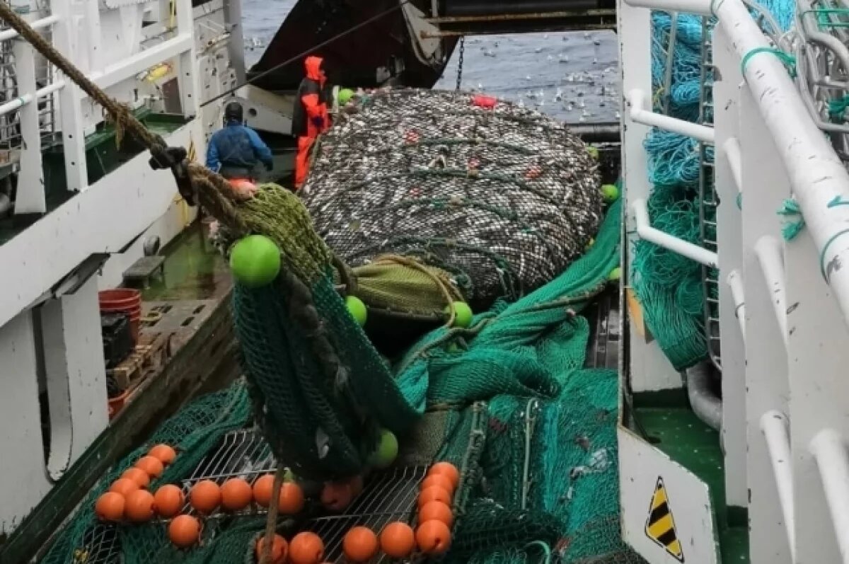    Эксперт Балашов назвал абсурдом запрет на обработку трески на борту судна