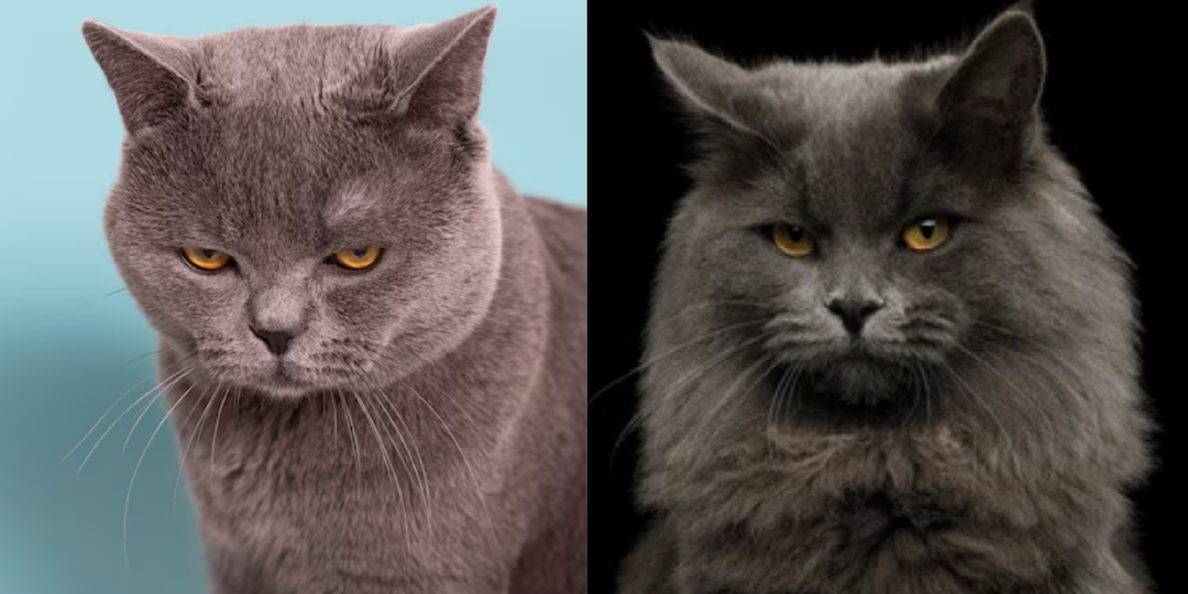 Помнят ли кошки обиду на хозяина