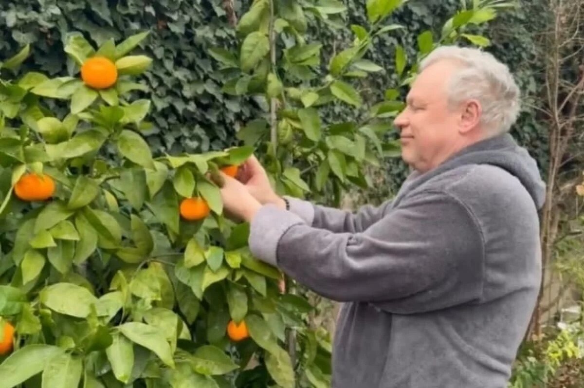    Актер Сергей Жигунов собрал первый урожай мандаринов в Гурзуфе