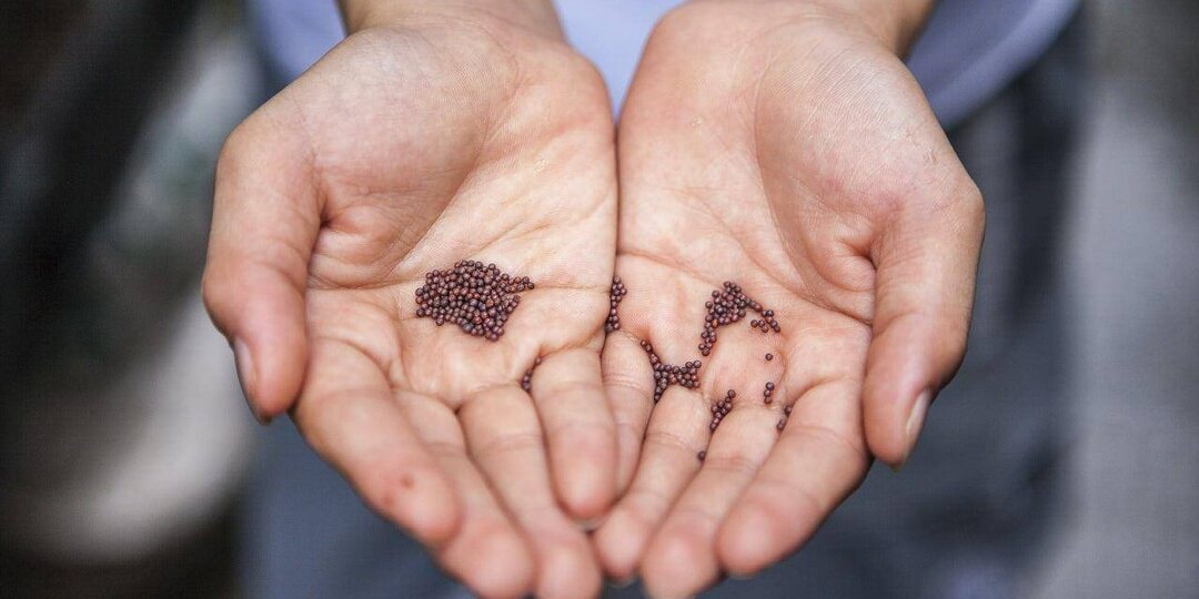 Как разбудить старые семена