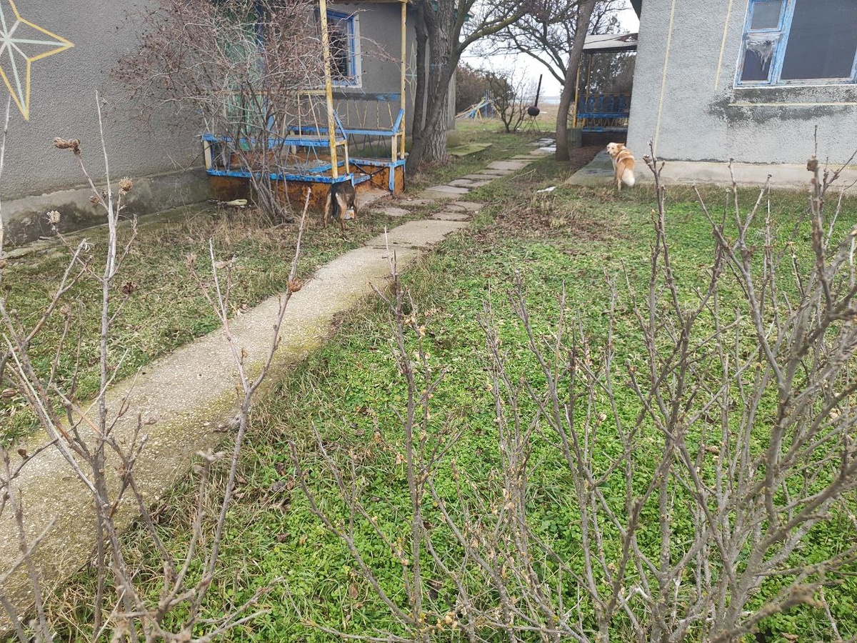 рыжая собака сторожа, слева Варя