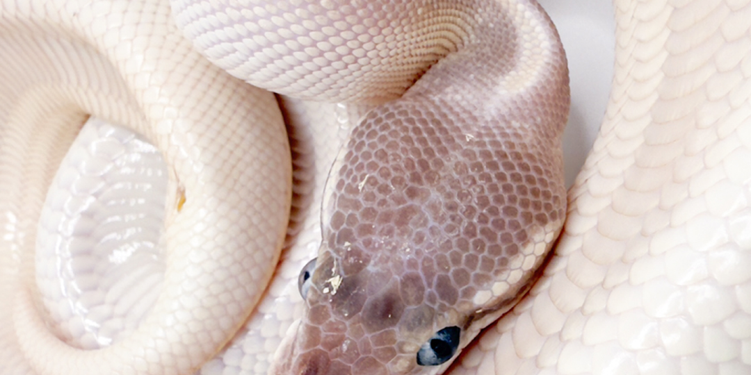 САМАЯ БЕЗОБИДНАЯ ЗМЕЯ