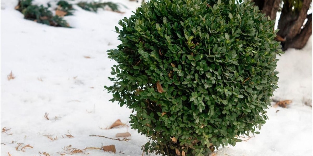 Садоводы нередко обрезают плодовые деревья и кустарники зимой
