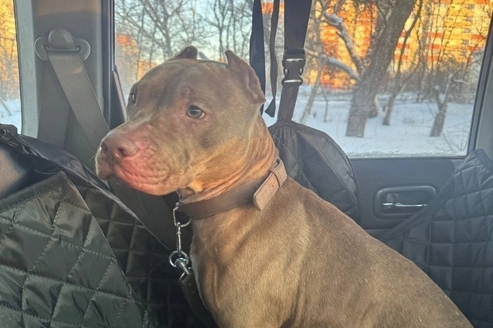 Питбулю Ральфу с тяжелым переломом лапы из Ростовской области ищут любящую семью