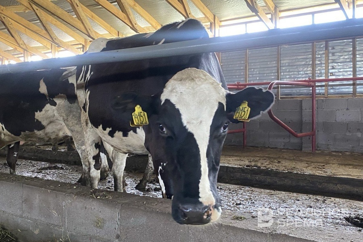   Реальное время / realnoevremya.ru