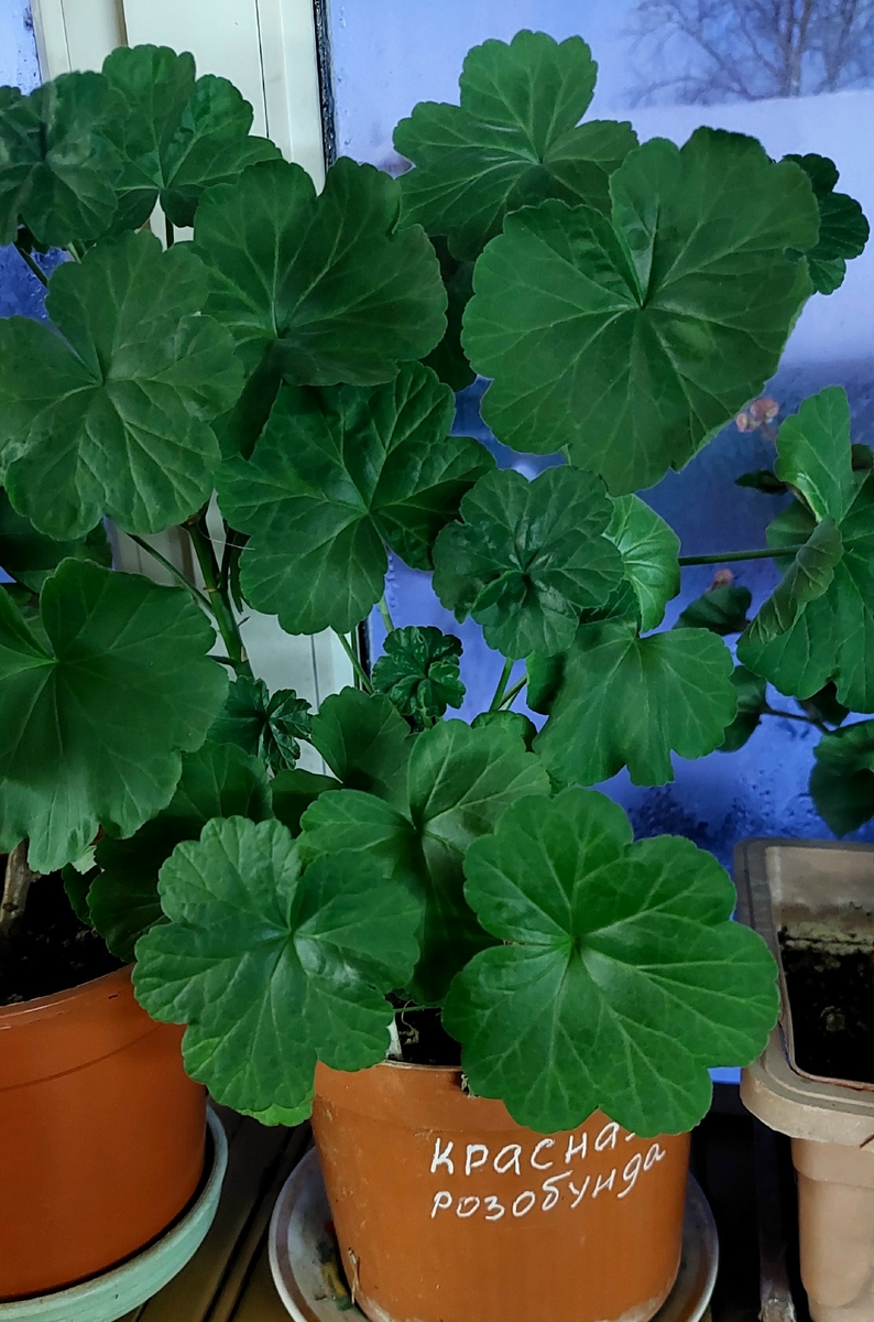 Это замечательный стойкий сорт, который никогда не вытягивается даже без подсветки.