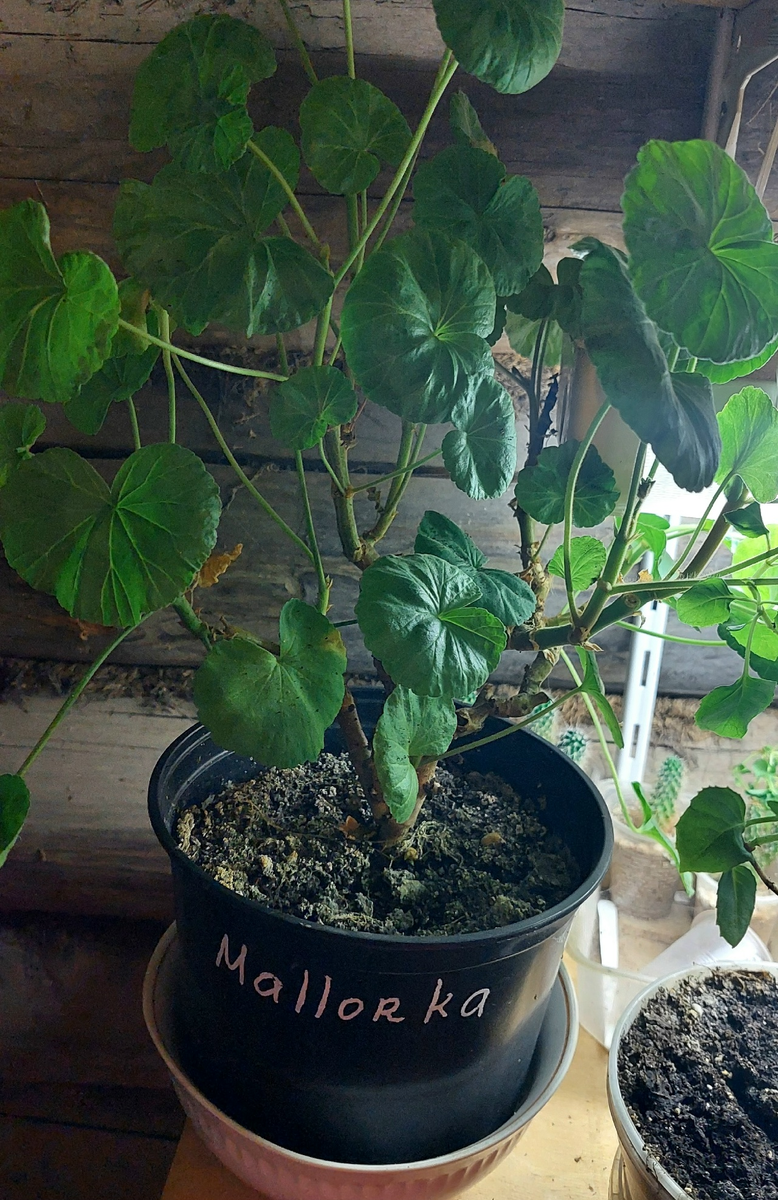 Сильнорослый сорт. За зиму превращается в огромную лошадку даже с подсвеькой.