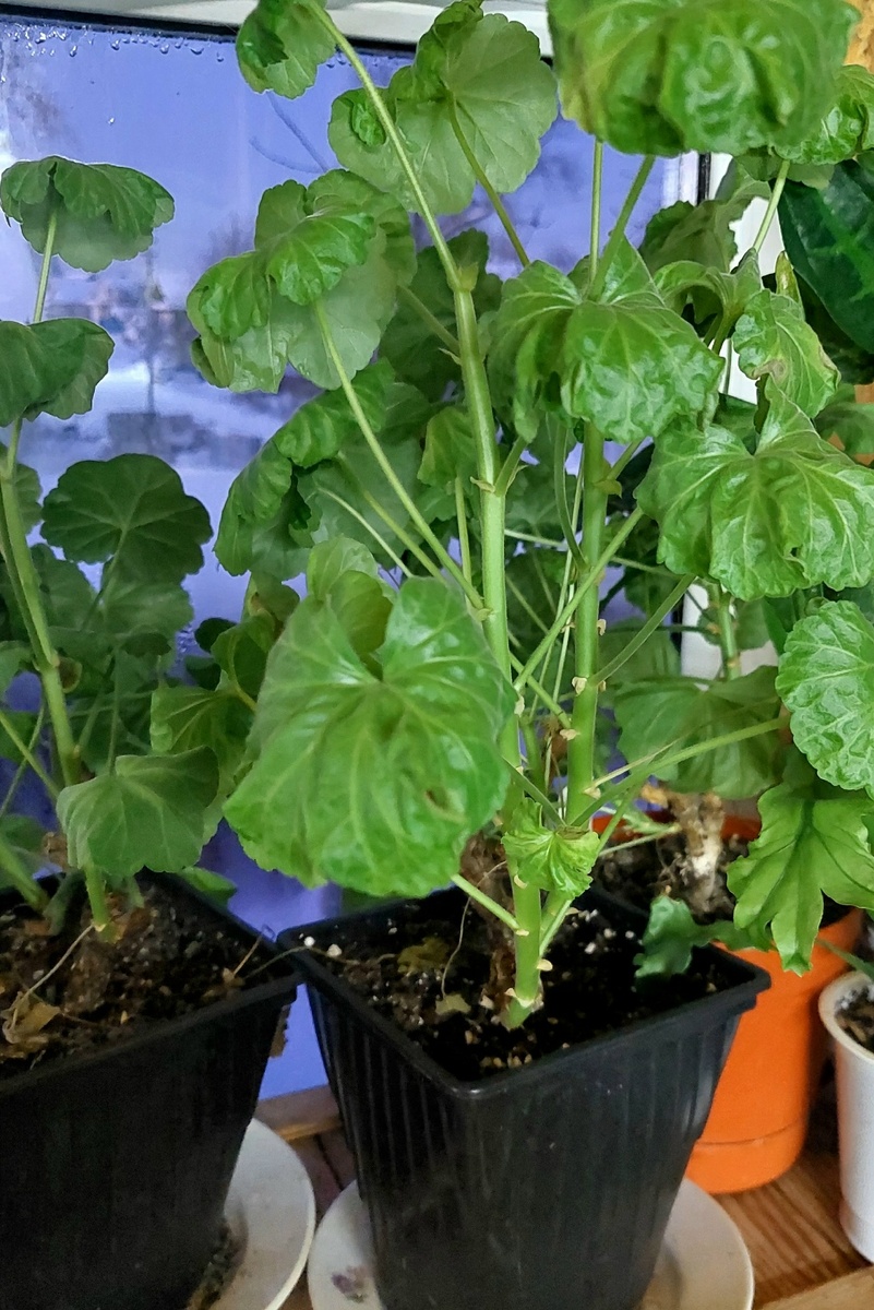 Ещё одна лошадка.