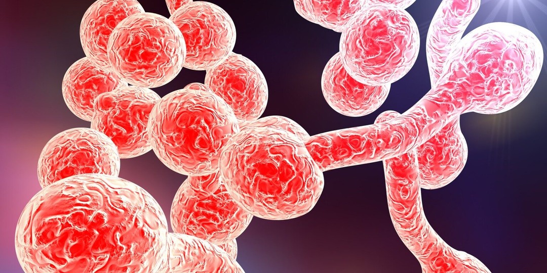 Кандида внутри вас: когда грибок перестаёт быть «нормой» и начинает управлять самочувствием