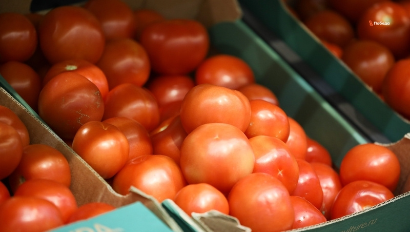      Фото: Дмитрий Ахмадуллин / / ИА «Победа26»