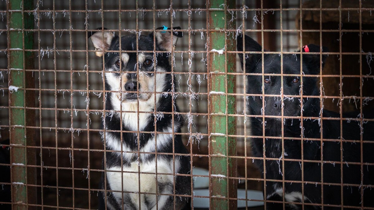    Фото: Федор Воронов / «Ямал-Медиа»