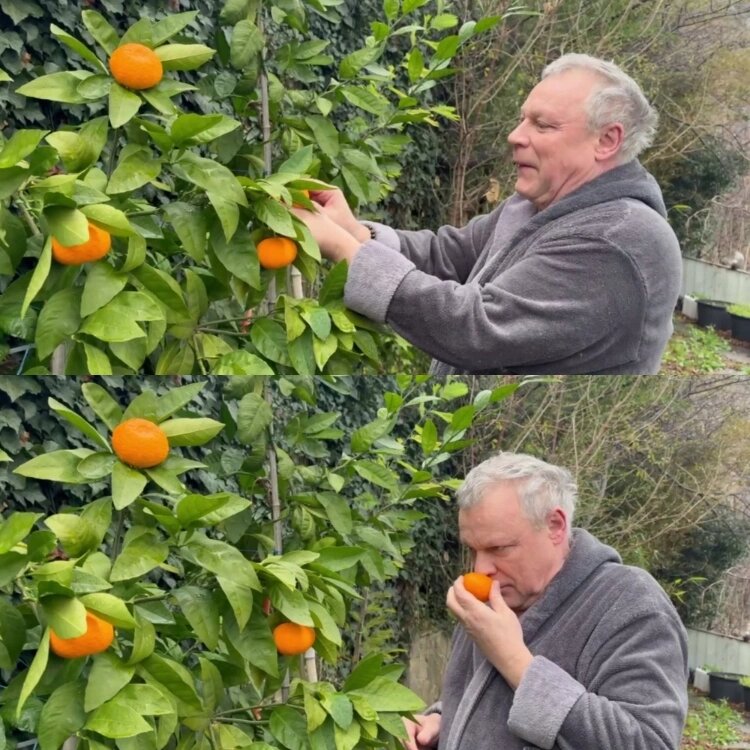 Сергей Жигунов собирает урожай со своих цитрусовых деревьев📷
