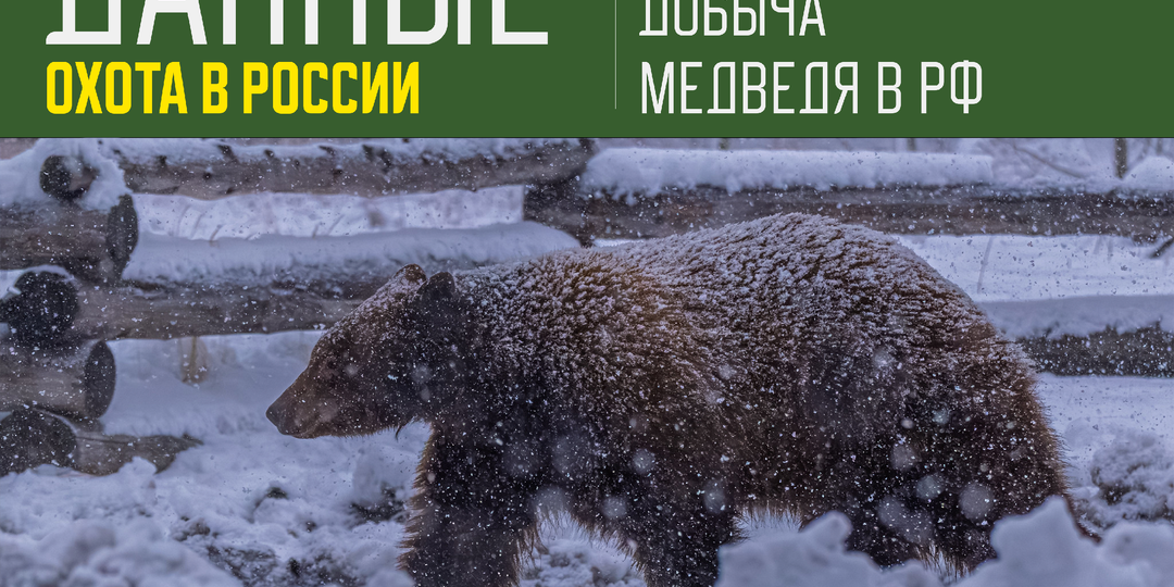 Россия: рекордные квоты на медведей вызывают споры