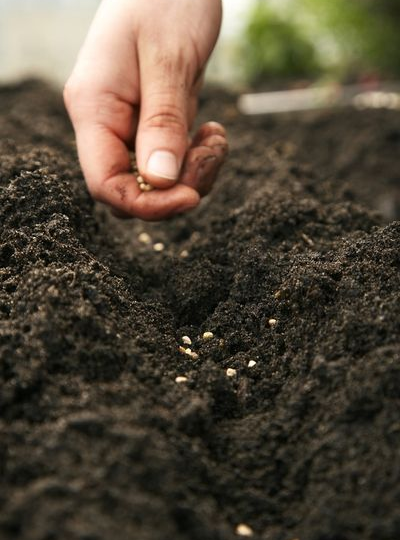 Опасный коктейль: какие удобрения нельзя смешивать, чтобы не испортить почву и урожай