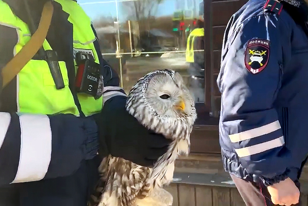    © Госавтоинспекция Иркутской области