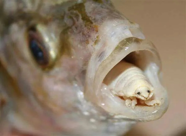 Дратути, а вы чево нас из воды вытащили...