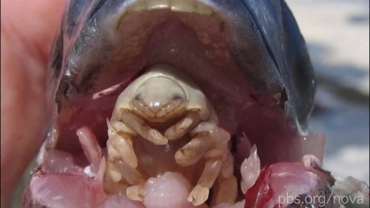 ����� ������, ����� ���� ������ ����...