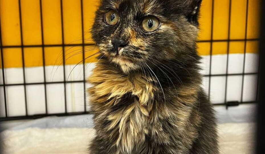 Детка в клетке. Срочный поиск дома для Нюси!