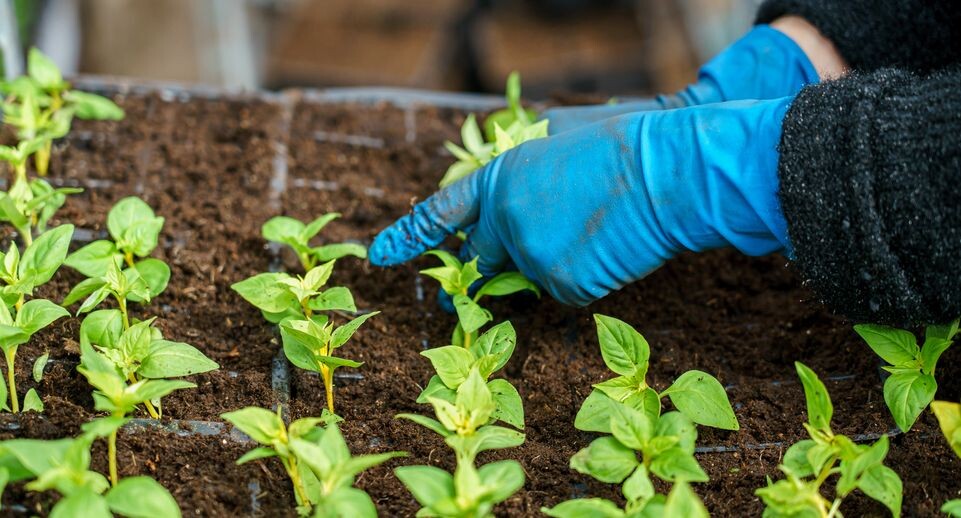 Лунный посевной календарь 2026: что и когда сажать весной